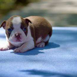 Red - Red male Boston Terrier puppy in Conyers, Georgia from Dixe Hill Dogs