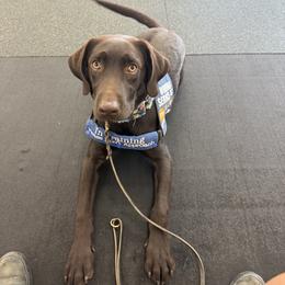 Labrador Retriever Puppies from Black Mountain Service Dogs