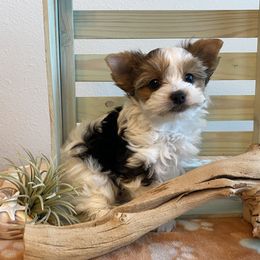 Bentley (Male Parti) - Reserved - Parti Yorkshire Terrier puppy in Wesley Chapel, Florida from Stoneroad's Yorkies