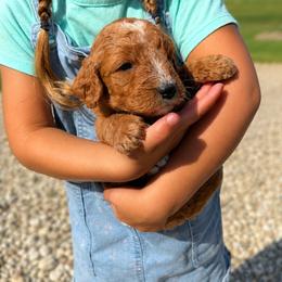 Lady - Apricot female Goldendoodle puppy in Hudson, Michigan from Haaspawz