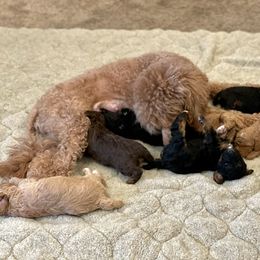 Poodle Puppies from Grandy’s Pretty Poodles