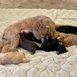 Poodle Puppies from Grandy’s Pretty Poodles