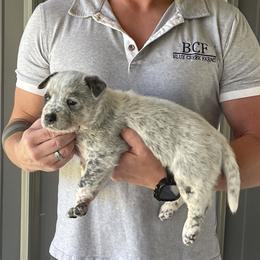 Pearl - Male 1 - Blue male Australian Cattle Dog puppy in Jefferson, South Carolina from Blue Creek Farms