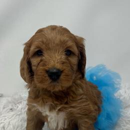 Aspen's Blue Female - Apricot female Goldendoodle puppy in Great Falls, Montana from Montana Goldendoodles