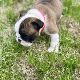 Sassy - Red and white female Bulldog puppy in Villa Rica, Georgia from Red Clay Bullies