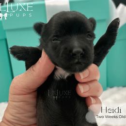 Heidi - Black and tan female Yorkshire Terrier puppy in Scottsdale, Arizona from Lil Luxe Pups