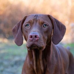 Charles  - Vizsla