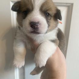 Frosty - Red male Pembroke Welsh Corgi puppy in Cumming, Georgia from Carter’s Corgis LLC