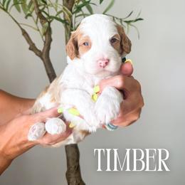 Boy 2 - male Bernedoodle puppy in South Jordan, Utah from Wonderful World Doodles