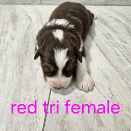 Mya f3 - Red tri-color female Australian Shepherd puppy in Arbela, Missouri from County Line Aussies