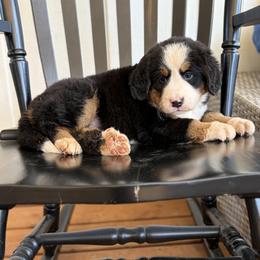 Lady - Black rust and white female Bernese Mountain Dog puppy in Oregon City, Oregon from N.W. Mountain Retrievers