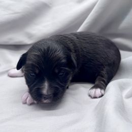 Joy - Black tri female Miniature Australian Shepherd puppy in Bly, Oregon from Apacheblus Toy Aussies