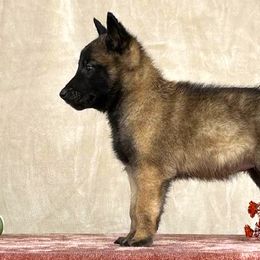 Girl - Orange - Belgian Malinois puppy from Desert Wind Kennels
