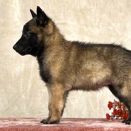 Girl - Orange - Belgian Malinois puppy from Desert Wind Kennels