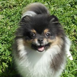 Trinket - Pomeranian