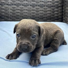 Girl 1 - Gray brindle female Cane Corso puppy in Perris, California from P1 Family Canines