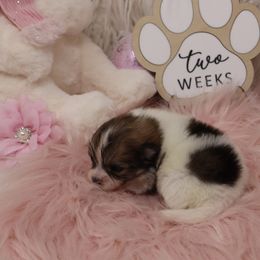 Rose - Cream sable parti female Pomeranian puppy in Concord, California from Eelan’s Poms