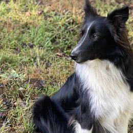 Old Time Scotch Collies from The Fiddlesticks Farm