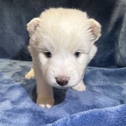 Moss - White male Pomsky puppy in Hudson, New Hampshire from Granite State Pomskies