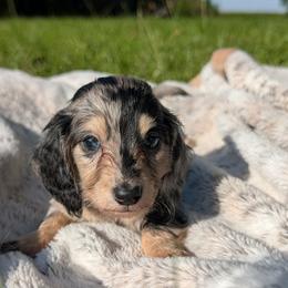 Oreo PET ONLY - Dapple male Dachshund puppy in Unadilla, Georgia from Hamsley's Puppy Palace