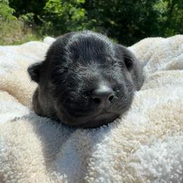 Orchid - Bi-color female German Shepherd puppy in Salem, Virginia from Vom Kylohaus German Shepherds