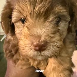 Bear - Chocolate male Yorkipoo puppy in Jacksonville, Florida from Purple Passion LLC