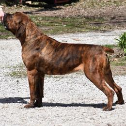 Milly - Boerboel