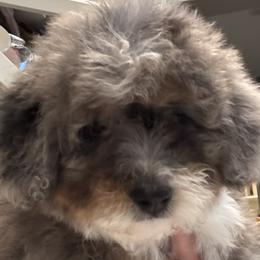 Bernedoodles from Amy's Bernedoodles