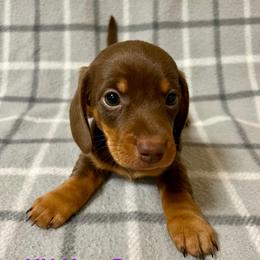 Brownie - Chocolate and tan male Dachshund puppy in Carlsbad, Texas from MV Mini Dachshunds