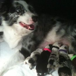Beauceron and Border Collie Puppies from Beyond Border Collies