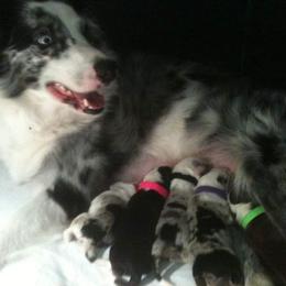 Beauceron and Border Collie Puppies from Beyond Border Collies