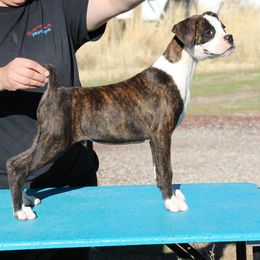 Ron - Brindle male Boxer puppy in Earlsboro, Oklahoma from Lieben Boxers