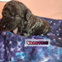 Bedlington Terrier Puppies from Dreamy Muse Bedlingtons