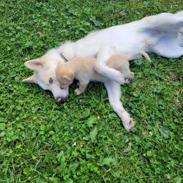 Kenai - Siberian Husky