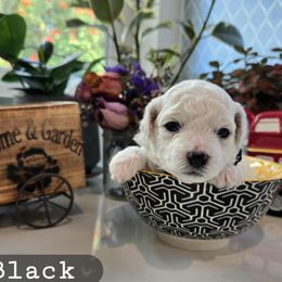 Black Collar - White and buff male Bichon Frise puppy in Upland, California from IDREAMOFPUPPIES