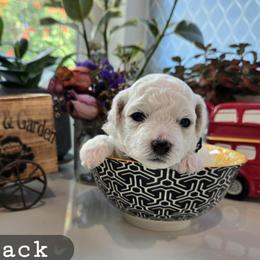 Black Collar - White and buff male Bichon Frise puppy in Upland, California from IDREAMOFPUPPIES