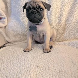 Pug Puppies from Lisa's Pugalicious Pugs