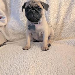 Pug Puppies from Lisa's Pugalicious Pugs