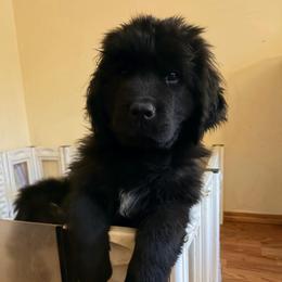 Green - Black male Newfoundland puppy in Bell Hill, Washington from Rainshadow Newfoundlands