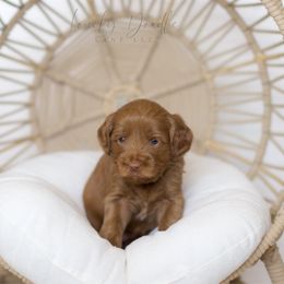 Yellow Collar Girl - Caramel female Australian Labradoodle puppy in Thousand Oaks, California from Lovely Doodle Lane