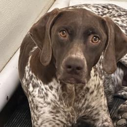 German Shorthaired Pointers and Labrador Retrievers from Wayalife Labradors & Gsp’s