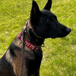 Havoc - Red sable male Belgian Malinois puppy in Pahrump, Nevada from Wachhund Kennels