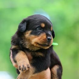 Green puppy - Black and mahogany male Rottweiler puppy in Michie, Tennessee from Schone Rasse Rottweilers