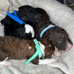 Marcus - Blue Collar - Parti male Poodle puppy in Monroe, North Carolina from The Klepper Homestead