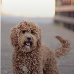 Ace - Goldendoodle