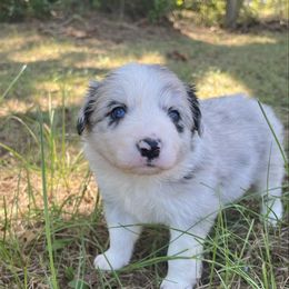 Girl 2 - Blue merle female Border Collie puppy in Graceville, Florida from Fire N Arrows Border Collies