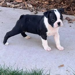 Boston Terrier Puppies from Drew Simmons