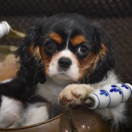 Cavalier King Charles Spaniel Puppies from Grifscamp Cavaliers