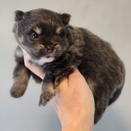 Blue and tan boy - Blue and tan male Pomeranian puppy in Brighton, Colorado from POMS OF CBBK