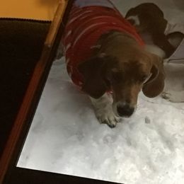 Basset Hound Puppies from Muggsk-9obedience